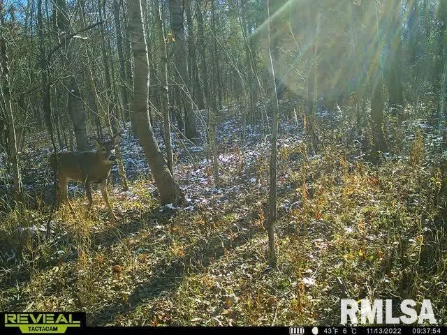 $420,000 | 0 County Highway, Unit COUNTY, Cisne, IL 62823