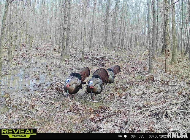 $420,000 | 0 County Highway, Unit COUNTY, Cisne, IL 62823