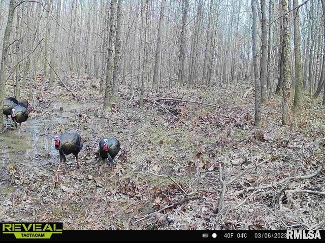 $420,000 | 0 County Highway, Unit COUNTY, Cisne, IL 62823