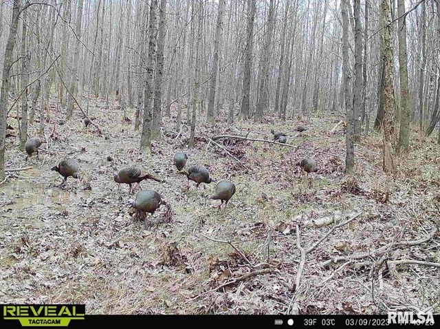 $420,000 | 0 County Highway, Unit COUNTY, Cisne, IL 62823