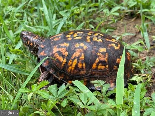 $349,995 | 516 Roberts Road, Great Cacapon, WV 25422