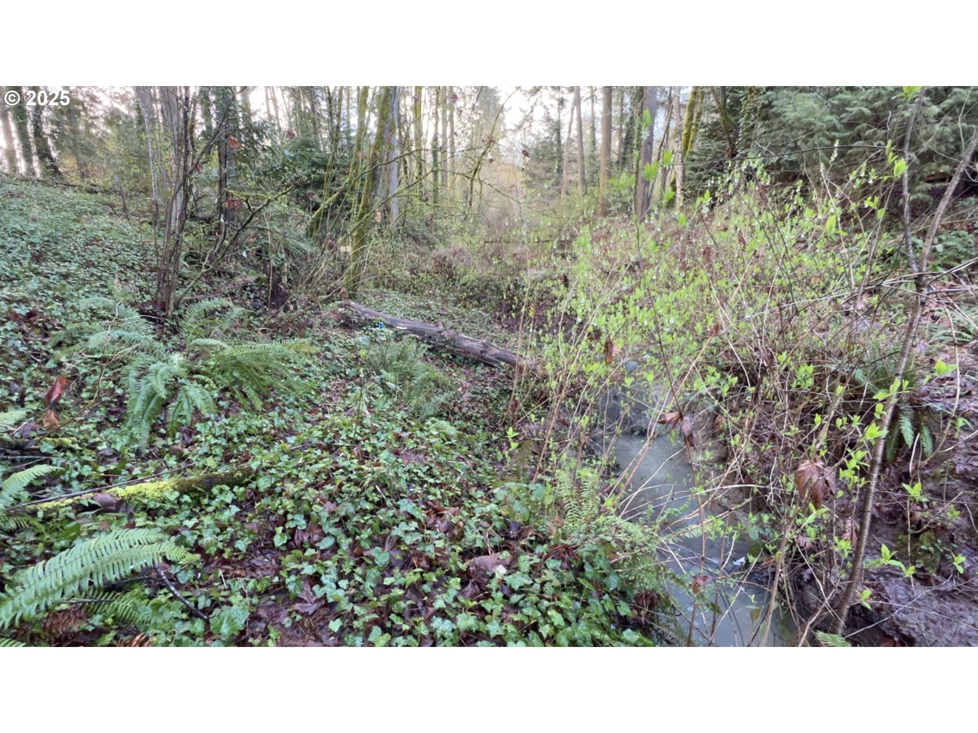 0 Southwest Walnut Street Tigard, OR 97223 - Photo 13 of 16 a black and white photo of a forest