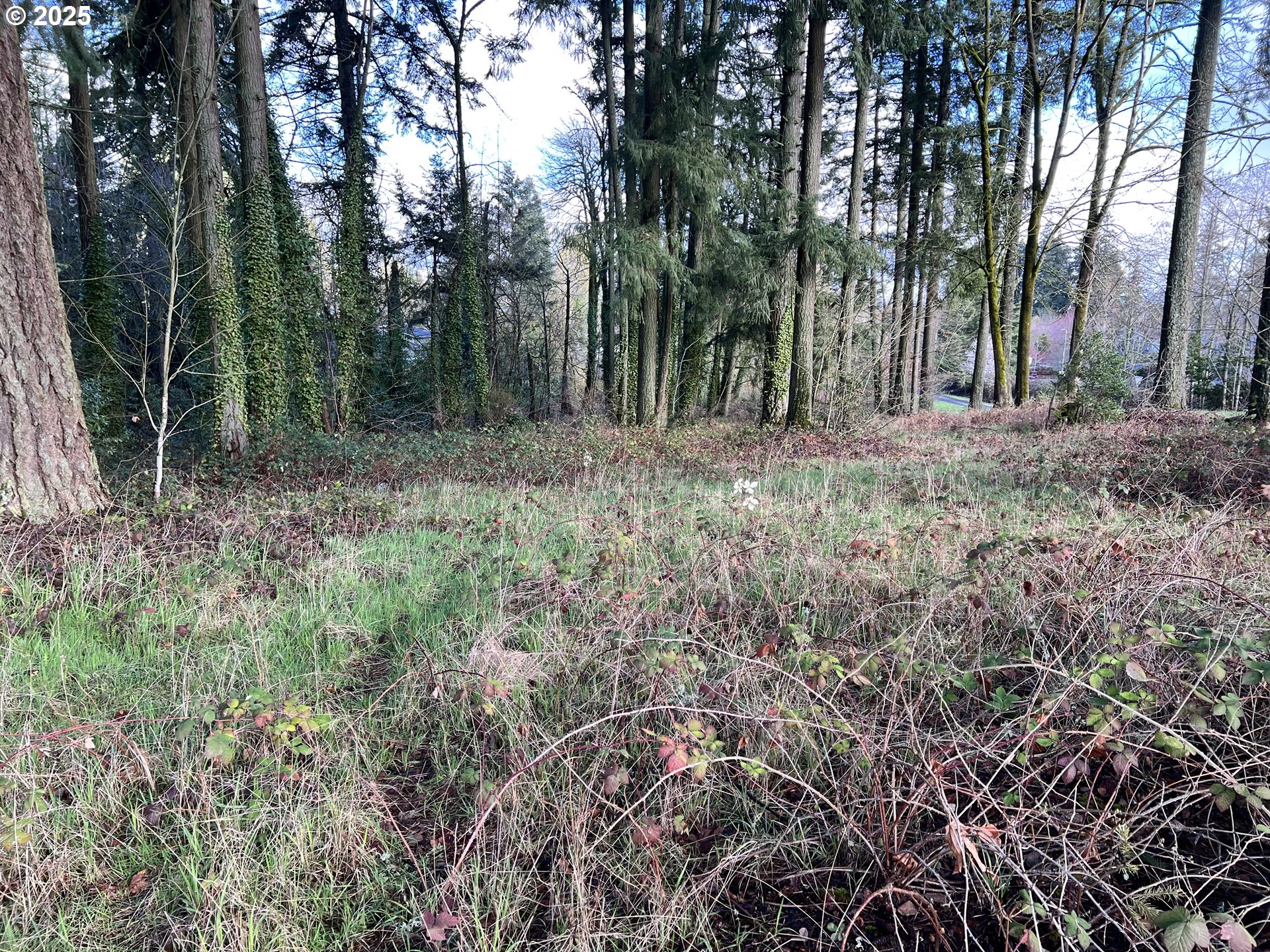 0 Southwest Walnut Street Tigard, OR 97223 - Photo 3 of 16 a view of outdoor space and trees