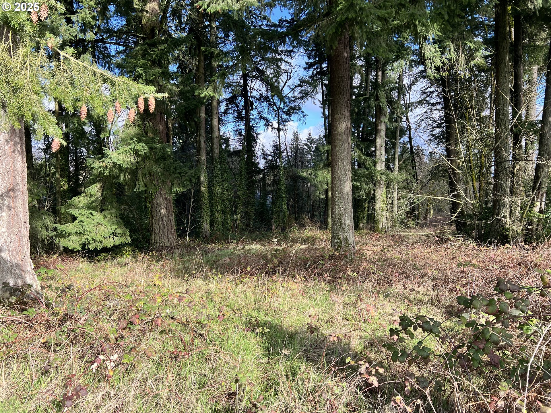 0 Southwest Walnut Street Tigard, OR 97223 - Photo 5 of 16 a view of a trees and yard