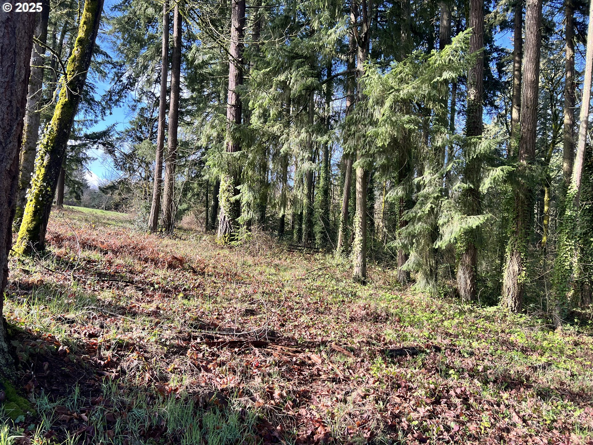0 Southwest Walnut Street Tigard, OR 97223 - Photo 6 of 16 a backyard of a house with lots of green space