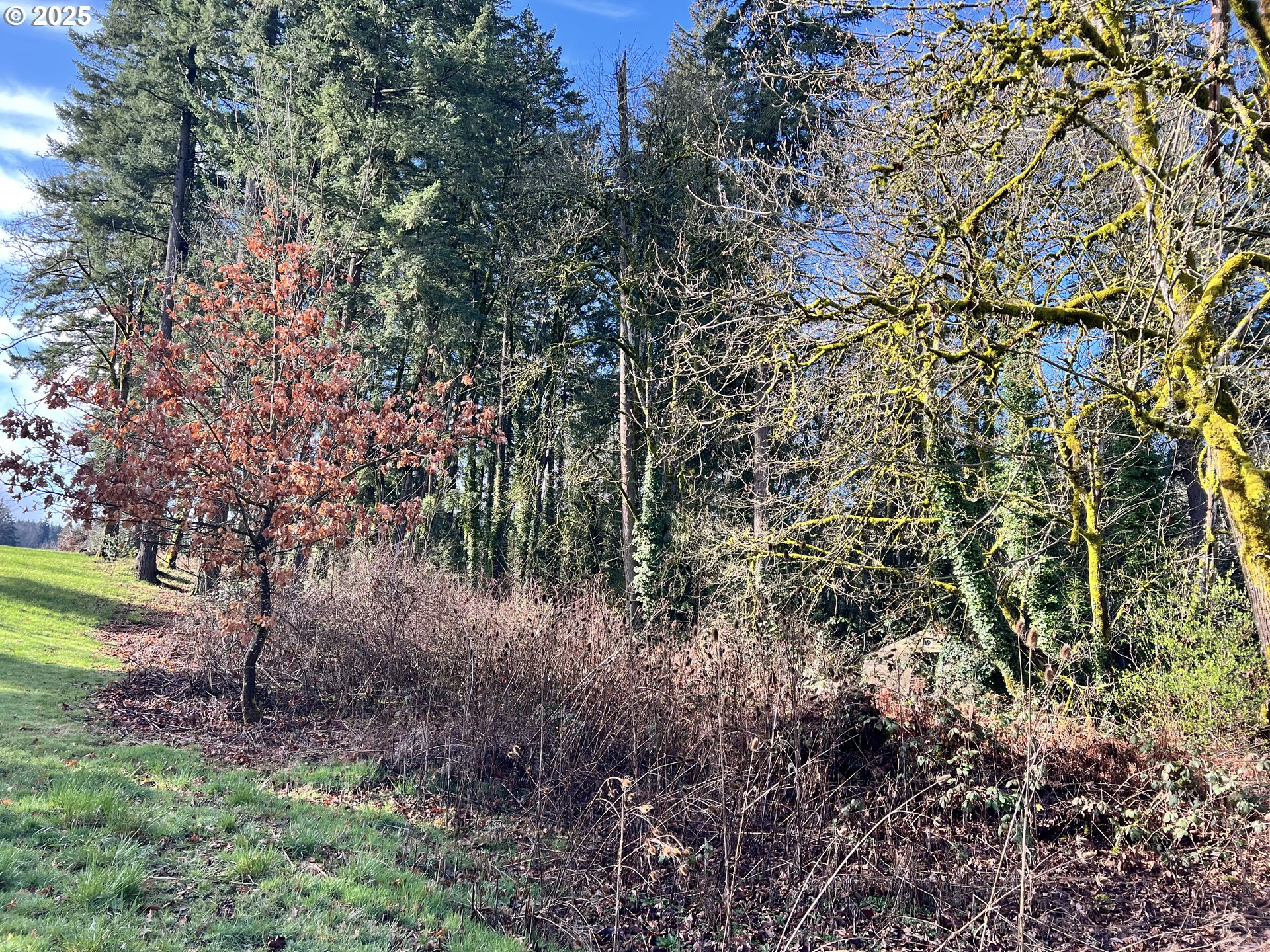 0 Southwest Walnut Street Tigard, OR 97223 - Photo 7 of 16 a view of a yard with a tree