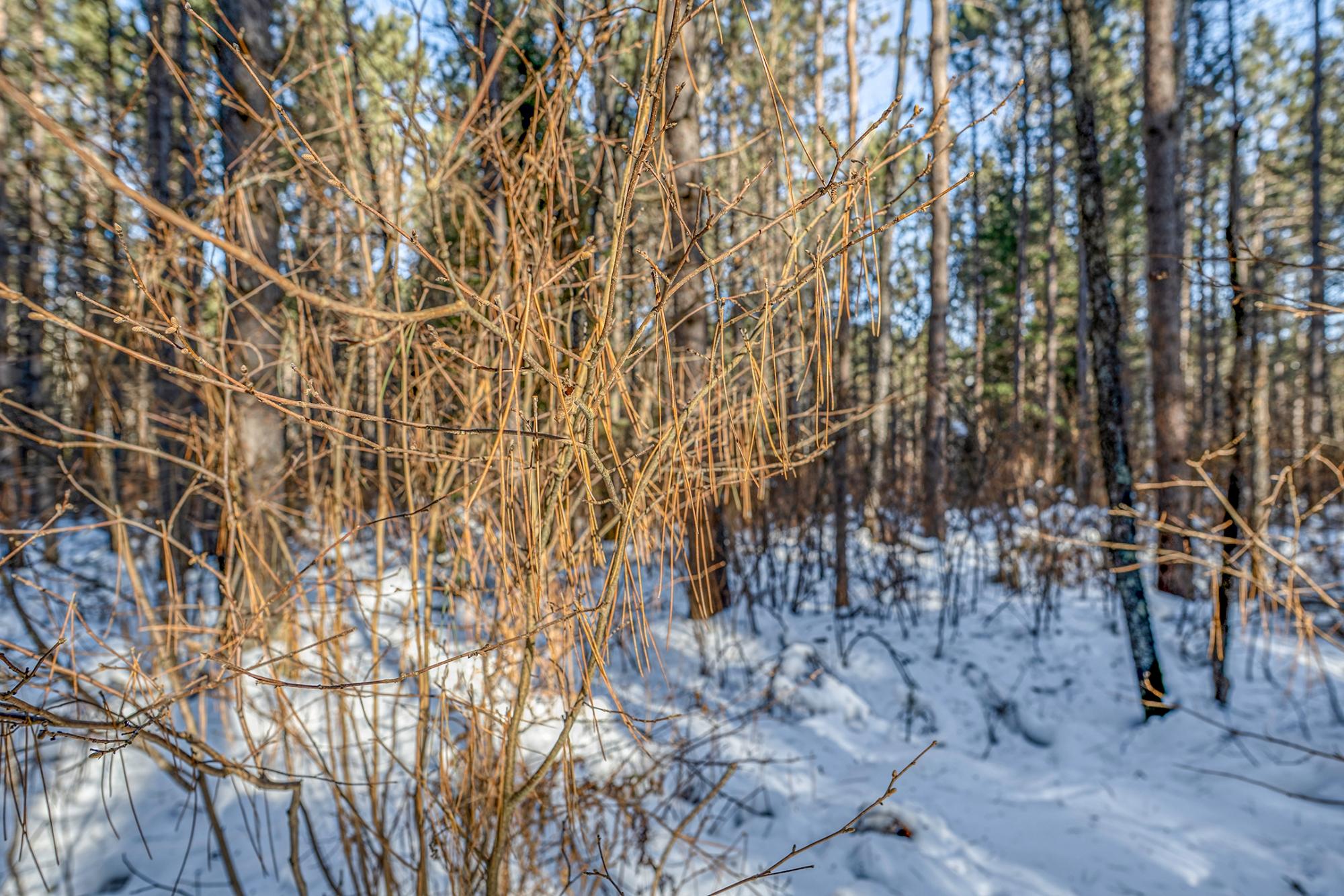 Off Deerskin Road, Unit LOT 5 Eagle River, WI 54521 - Photo 16 of 26 Gallery Image 16