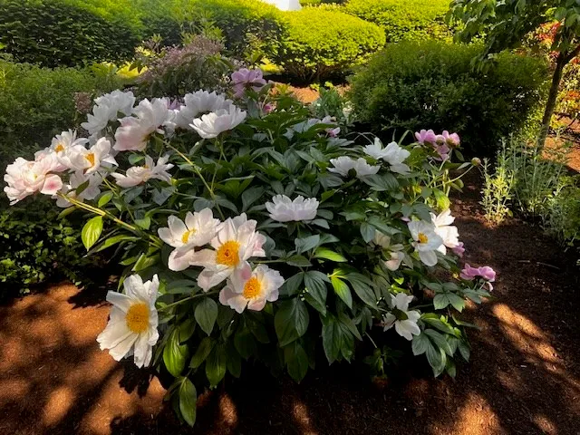 a picture of flowers