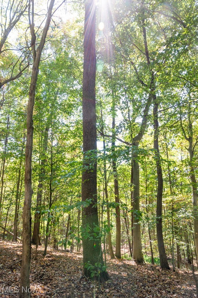 7281 Crowder Road Southwest Sherrodsville, OH 44675 - Photo 13 of 36 View of local wilderness