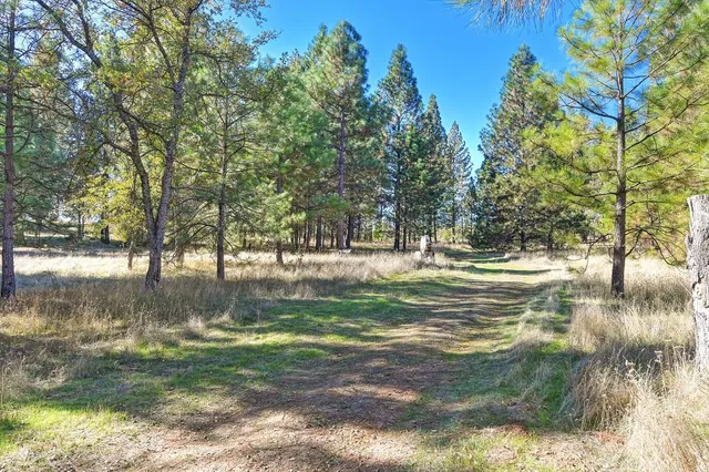 a view of dirt field with trees