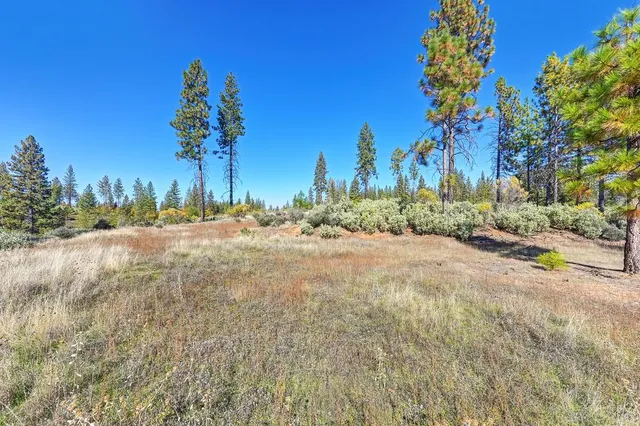 a view of a park with large trees