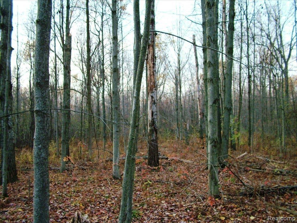 0 Frankford Road Caro, MI 48723 - Photo 6 of 10 DSCF3487