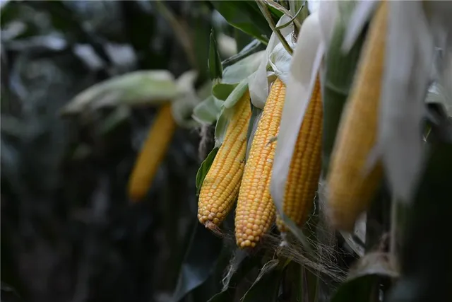 $837,850 | 140th Street, Westboro, MO 64498