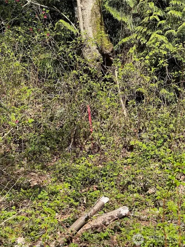 a view of a tree in a yard