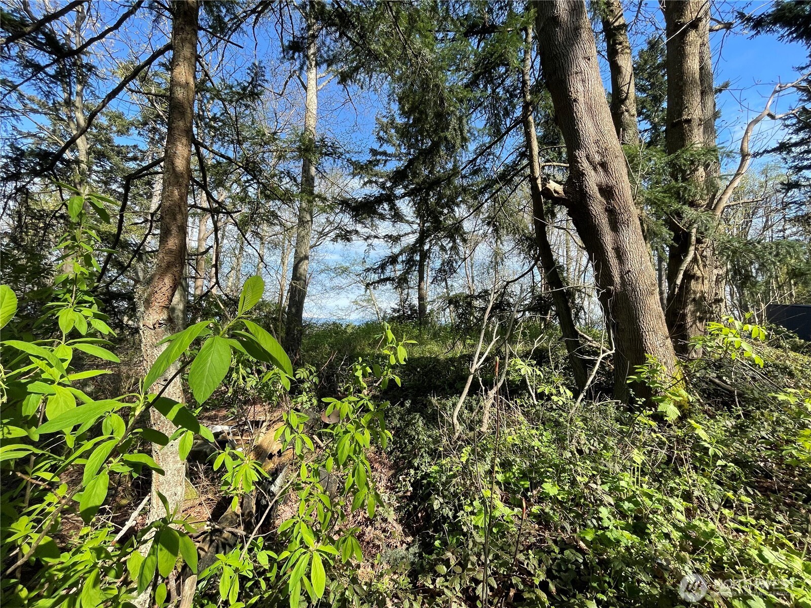 29 K Beach Way Everett, WA 98206 - Photo 29 of 32 a plant view