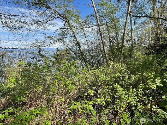 a view of a yard with a tree