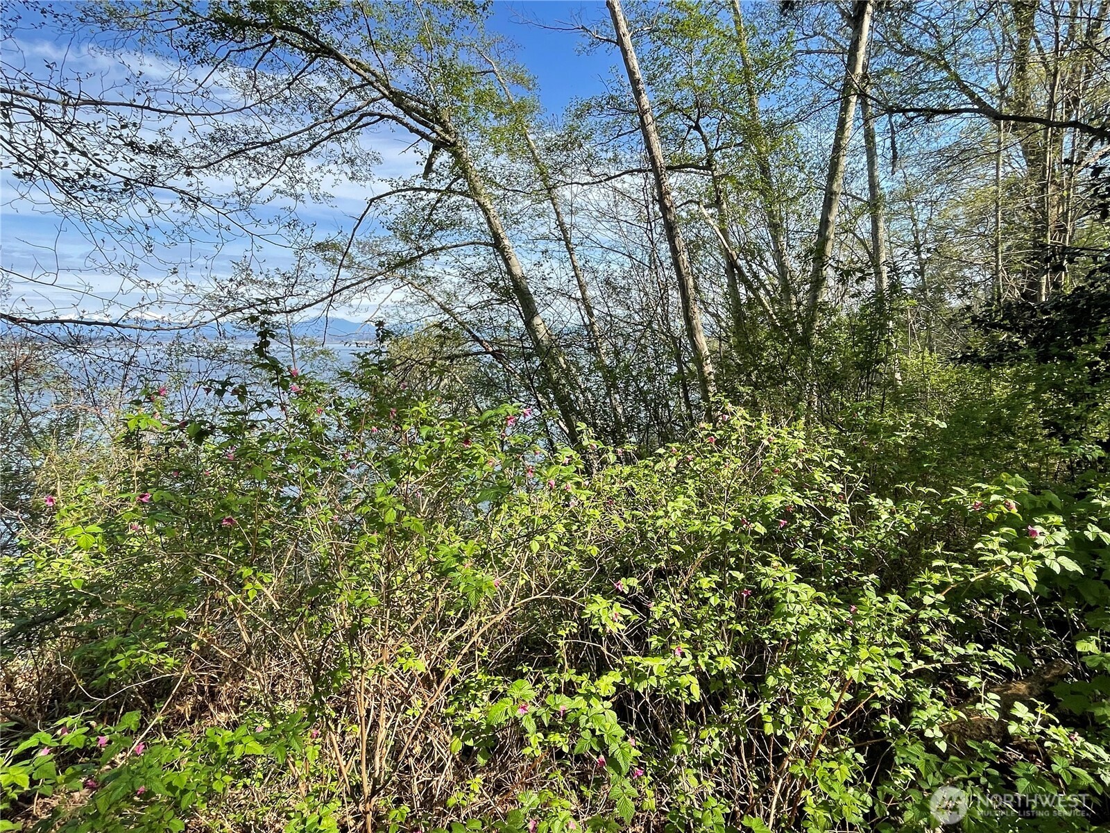 29 K Beach Way Everett, WA 98206 - Photo 7 of 32 a view of a yard with a tree