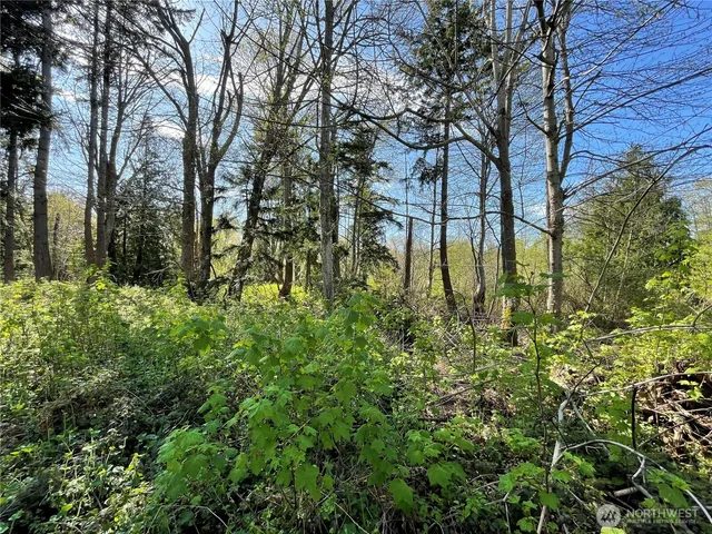 a lush green forest with lots of trees