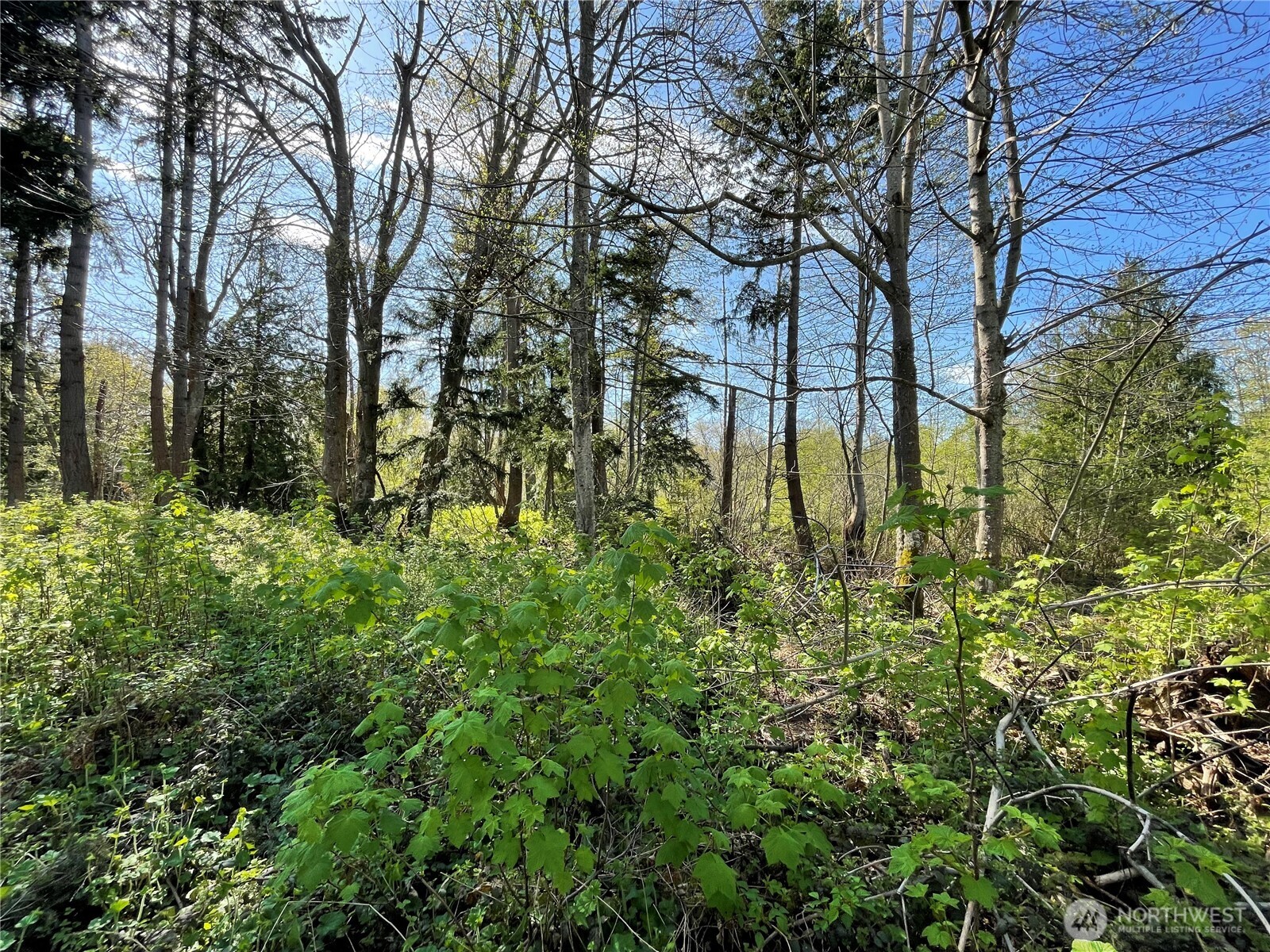 29 K Beach Way Everett, WA 98206 - Photo 8 of 32 a lush green forest with lots of trees