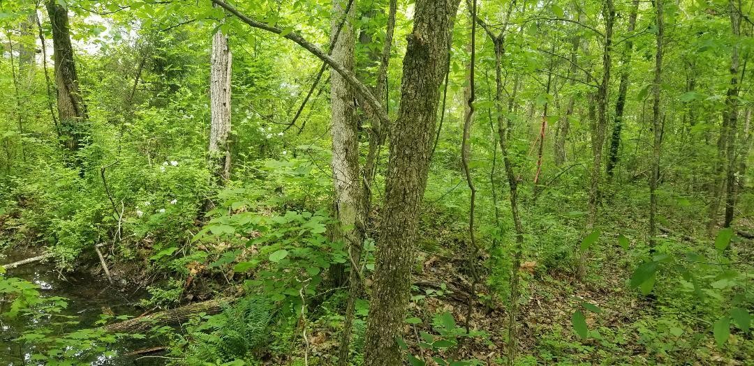 5610 Cottonport Road Decatur, TN 37322 - Photo 19 of 22 a view of a lush green forest