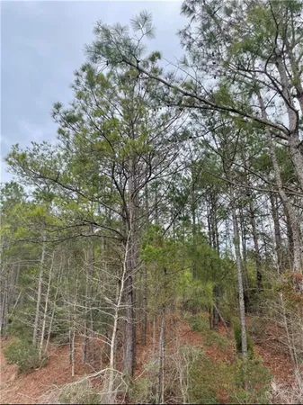 a backyard of a house with lots of trees