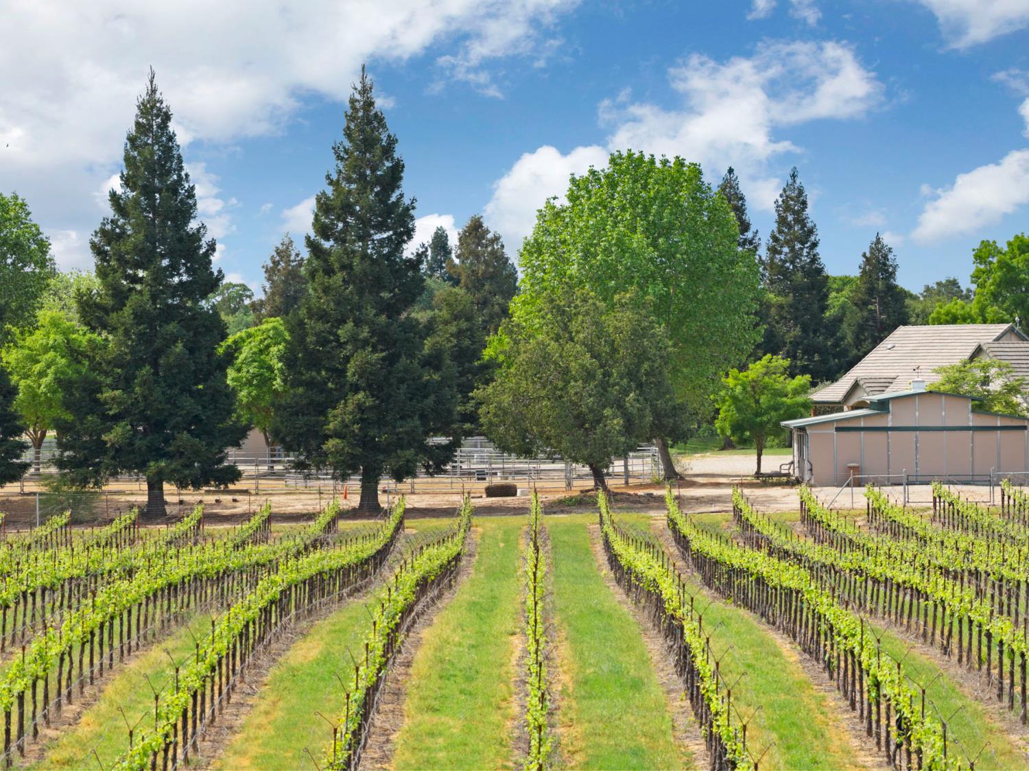 24521 North Mcintire Road Clements, CA 95227 - Photo 57 of 63