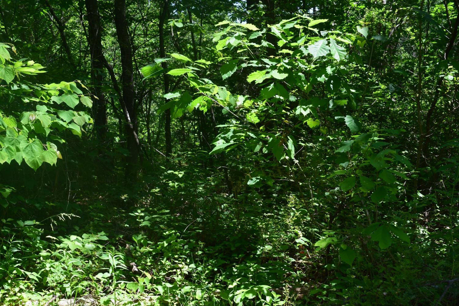 100 Mt Hope Road Morehead, KY 40351 - Photo 3 of 6 Photo 3