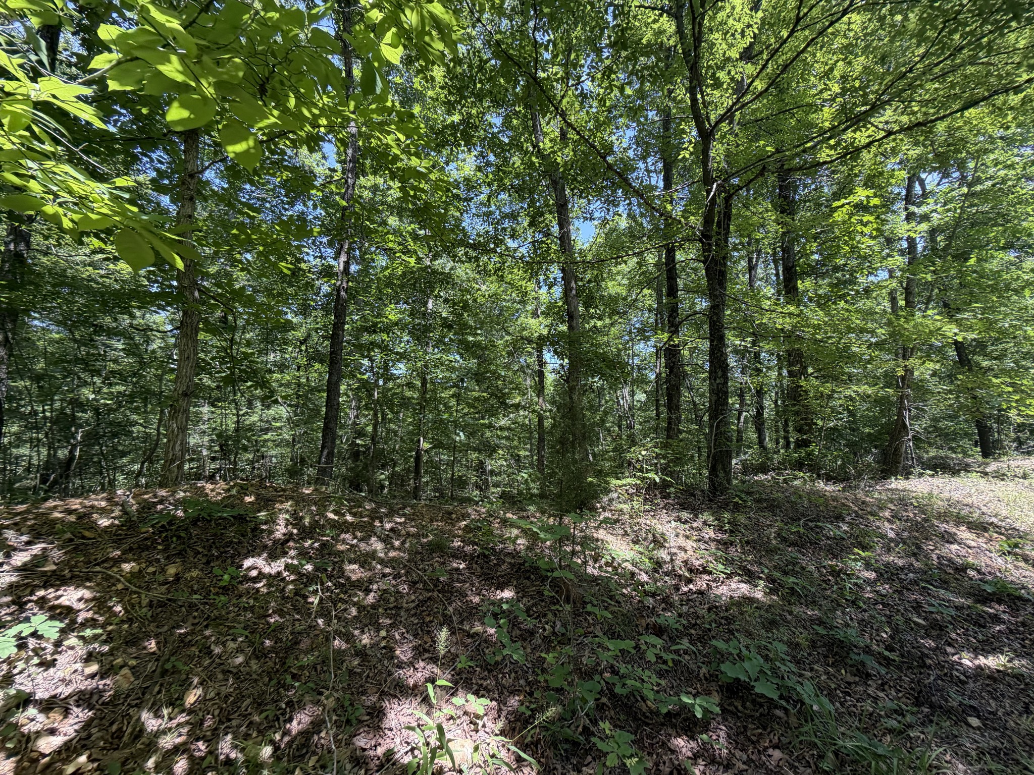 215 Bar Bee Road Hohenwald, TN 38462 - Photo 35 of 51