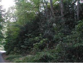 121 Banjo Ridge Road Butler, TN 37640 - Photo 1 of 1 121 Banjo Ridge Lot 1