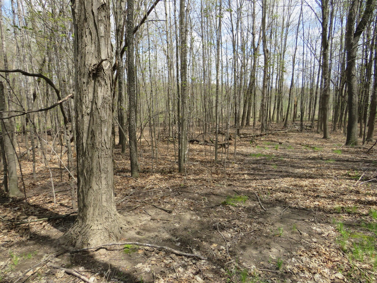 Peoples Road Blanchard, MI 49310 - Photo 5 of 26