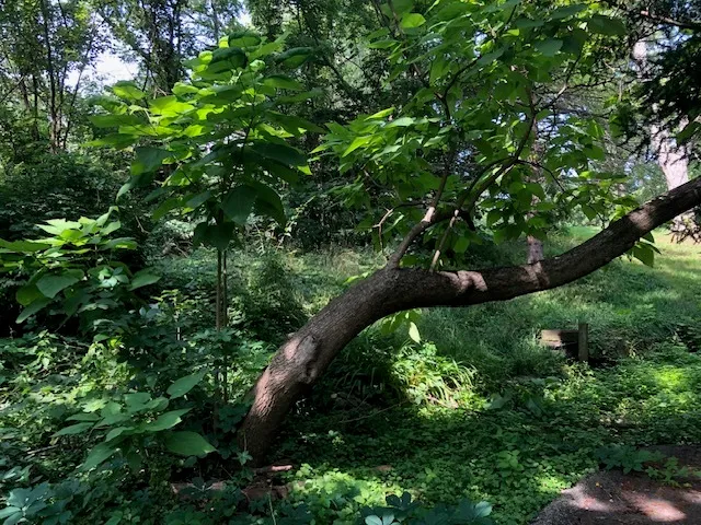 a view of a tree in a garden