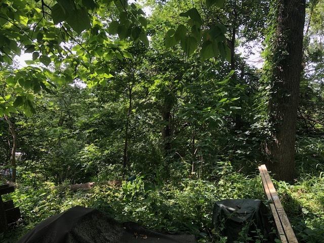 35403 North 2nd Avenue Ingleside, IL 60041 - Photo 2 of 9 a view of a tree