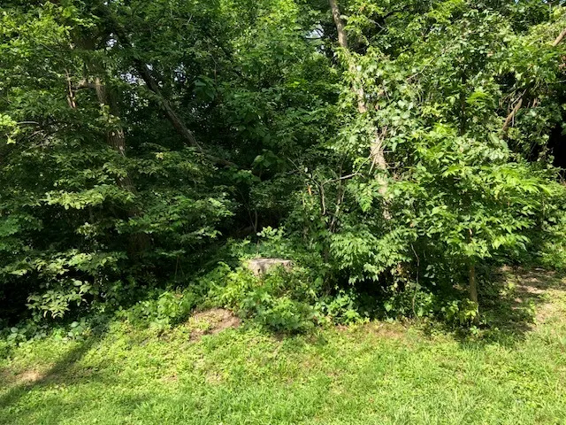 a view of a lush green forest