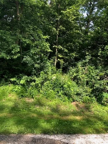 a view of a lush green forest