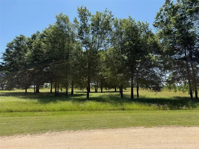 a view of a park with large trees