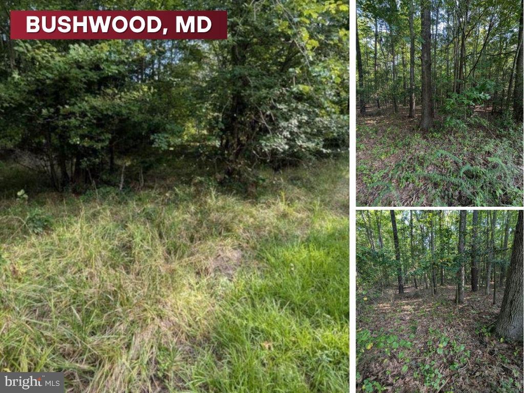 36810 Bushwood Road Bushwood, MD 20618 - Photo 1 of 8 a view of a book shelf with tall trees