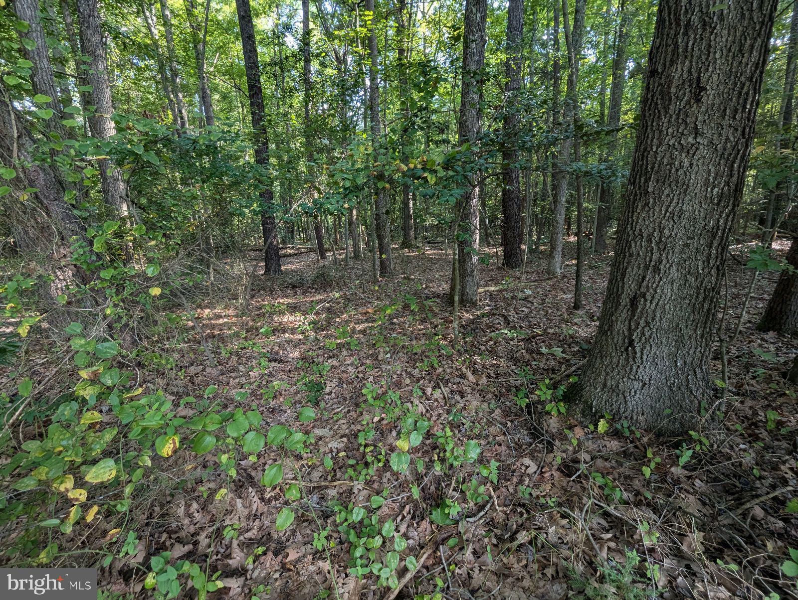 36810 Bushwood Road Bushwood, MD 20618 - Photo 6 of 8 a view of a forest with trees in the background