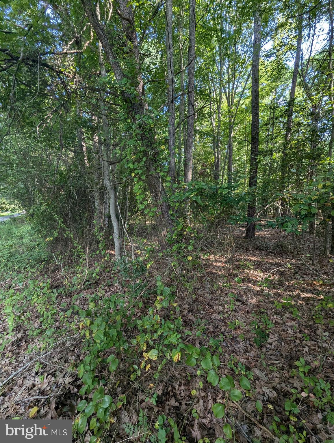 36810 Bushwood Road Bushwood, MD 20618 - Photo 7 of 8 a big yard with lots of green space and deers