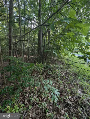 a view of a forest with trees