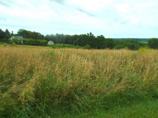 a view of a lake with houses in the back