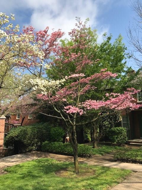 437 Olympia Road Pittsburgh, PA 15211 - Photo 20 of 23 Spring in Chatham Village!