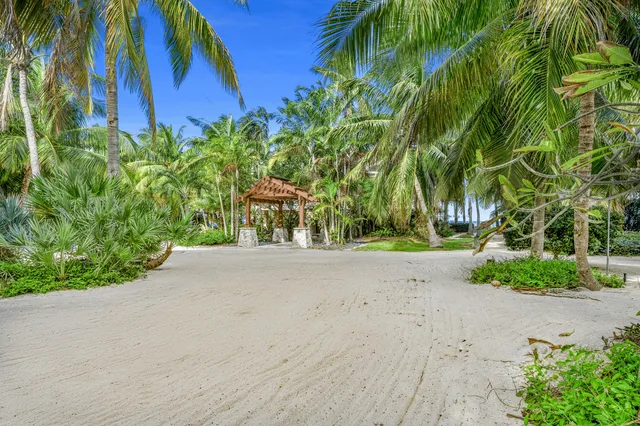 a view of a palm plant with a building