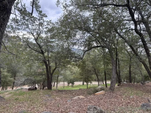 a view of outdoor space with lots of trees