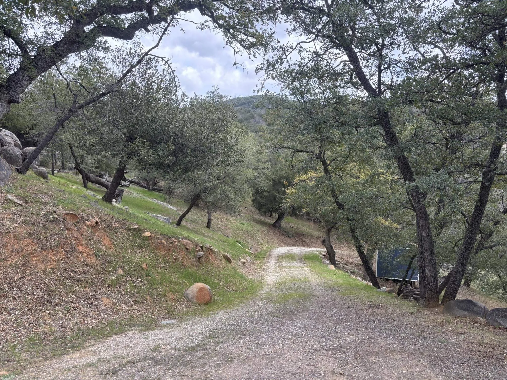 7317 Starlight Way Julian, CA 92036 - Photo 14 of 19 a view of a backyard with trees
