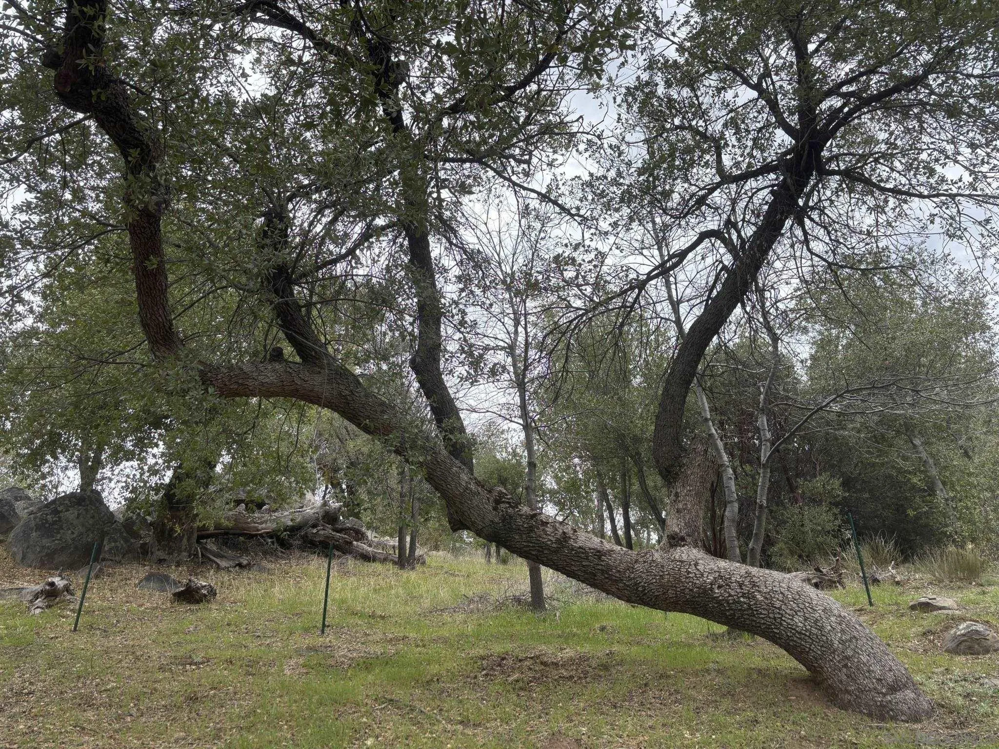 7317 Starlight Way Julian, CA 92036 - Photo 18 of 19 a view of outdoor space