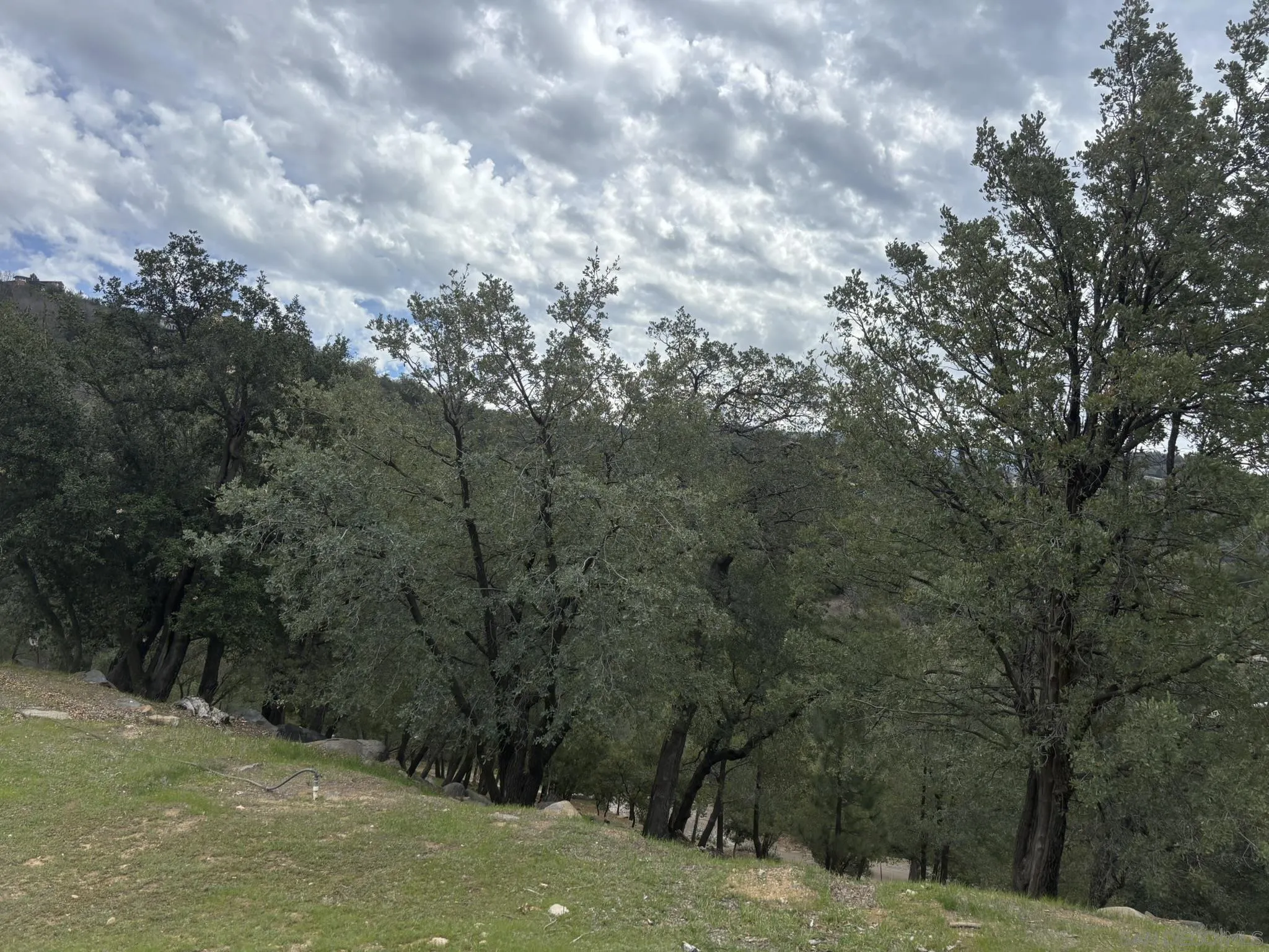 7317 Starlight Way Julian, CA 92036 - Photo 4 of 19 a view of a yard with a tree