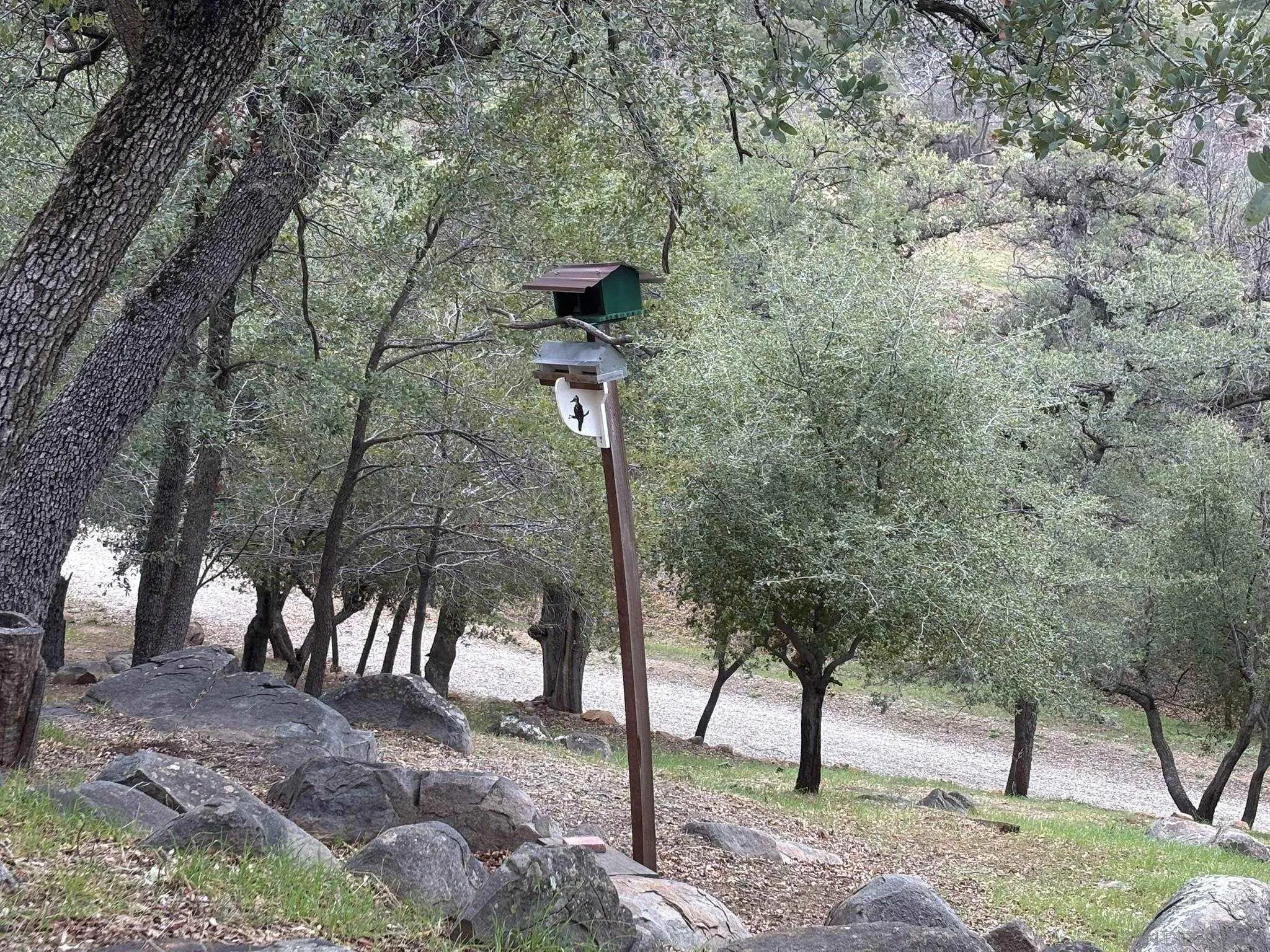 7317 Starlight Way Julian, CA 92036 - Photo 6 of 19 a view of a street with a tree