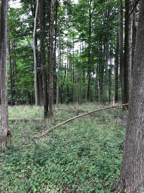 0 Corlear Bay Road Keeseville, NY 12944 - Photo 4 of 7