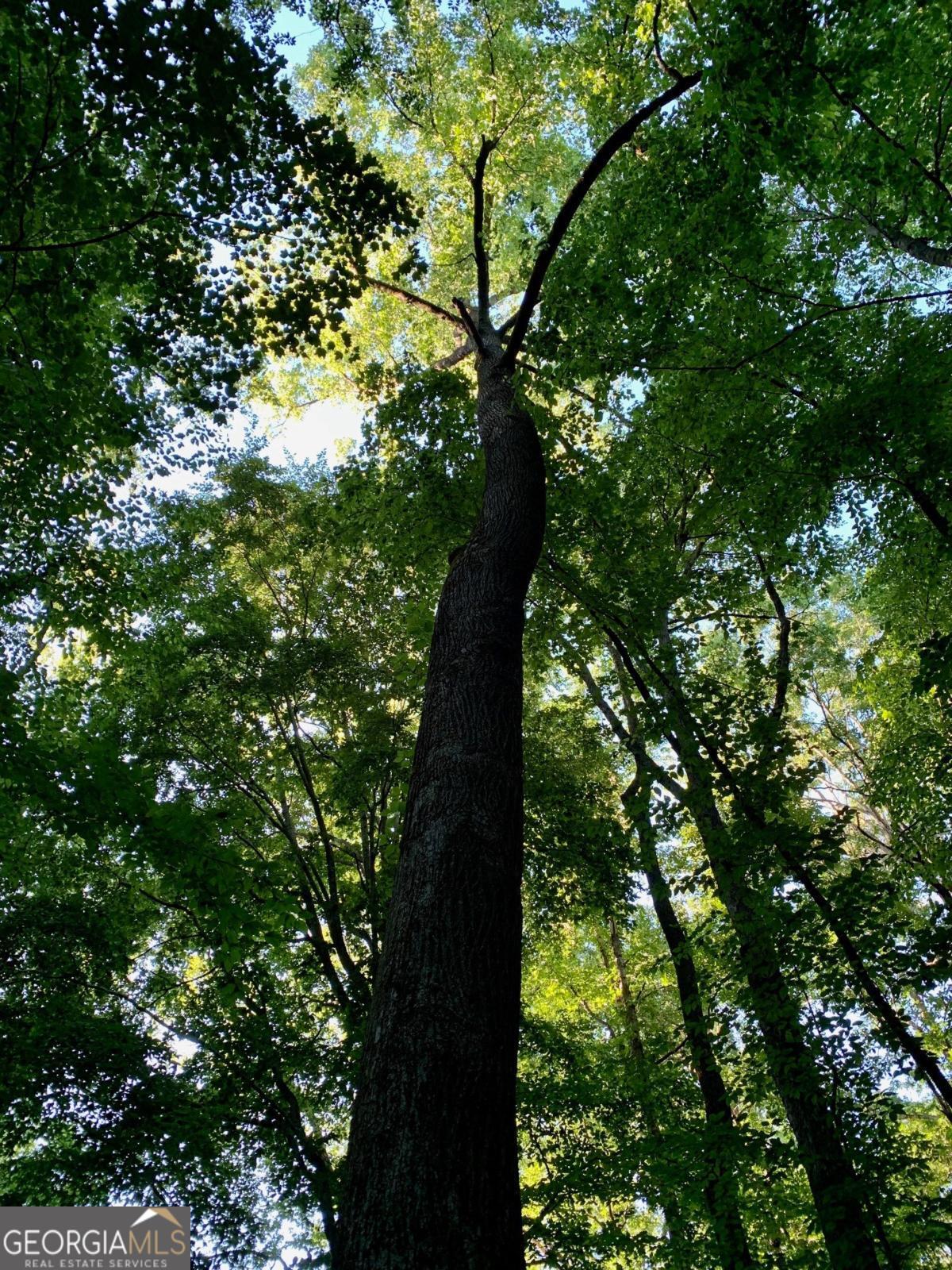Lot 7 Highpoint Ridge Road, Unit 7 Ellijay, GA 30536 - Photo 28 of 29 a picture of tree