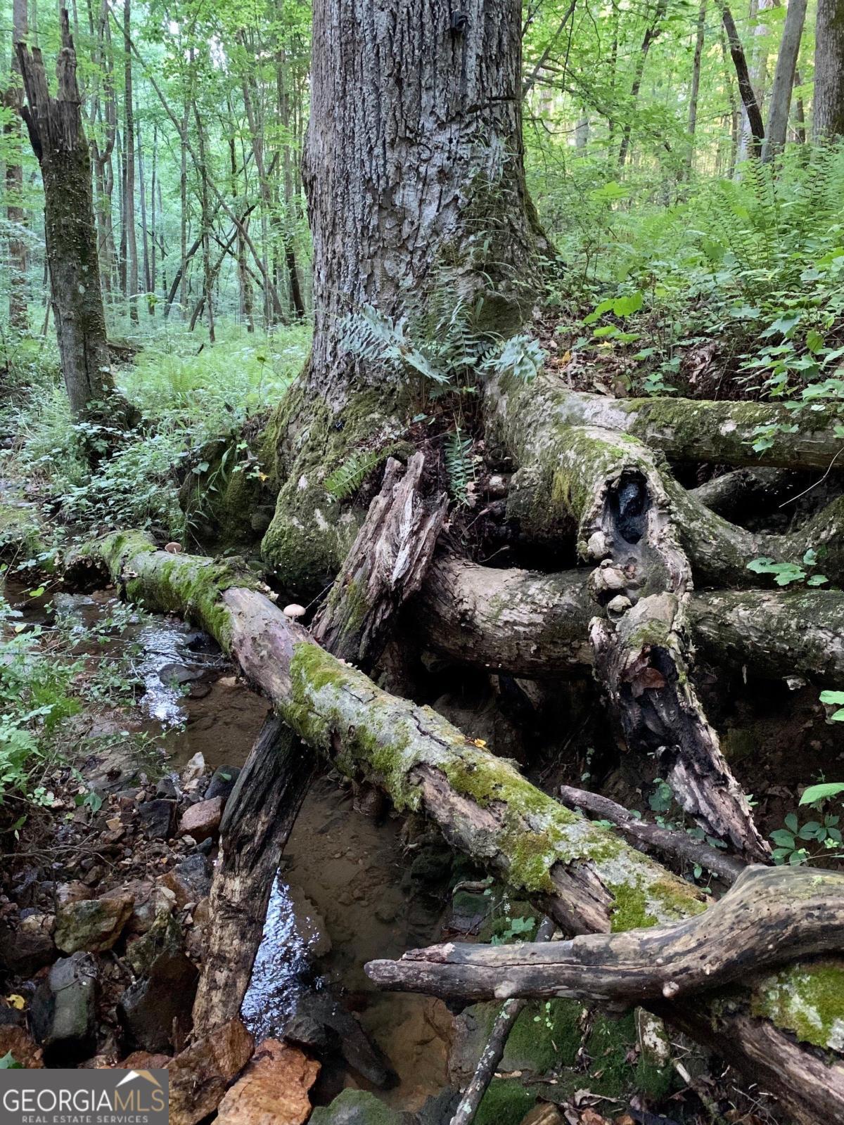 Lot 7 Highpoint Ridge Road, Unit 7 Ellijay, GA 30536 - Photo 29 of 29 a view of a forest with a tree